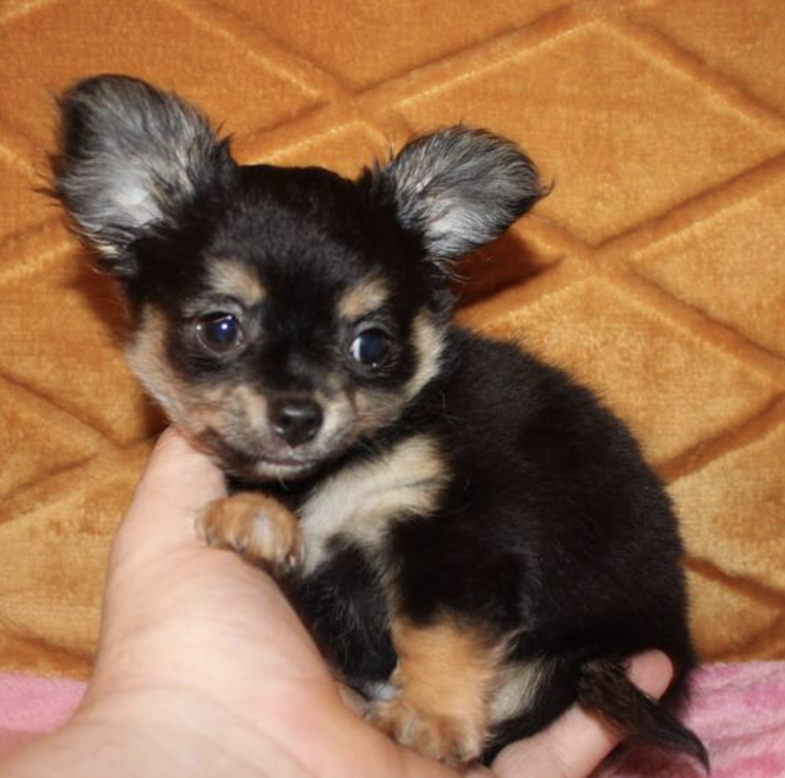 comprar cachorros sanos, baratos y asequibles para la venta